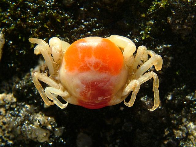 pea crab pictures