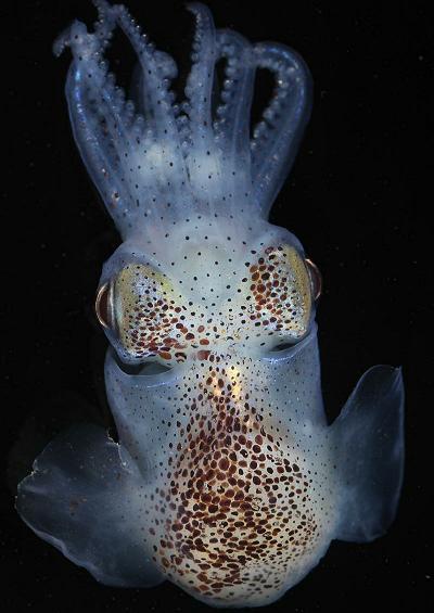 Cuttlefish Squid and Octopus Cephalopoda Images UK