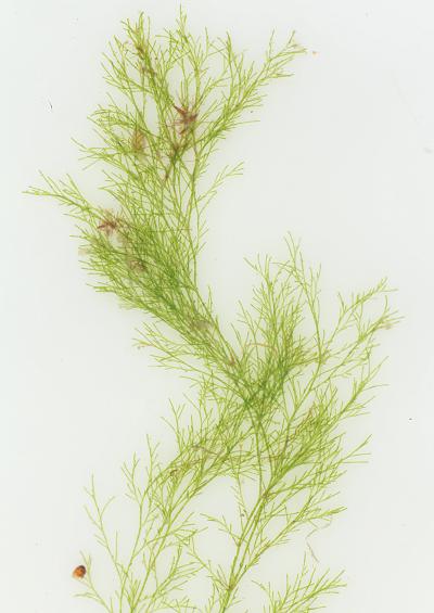 [Imagen: green_seaweed_cladophora_albida.jpg]