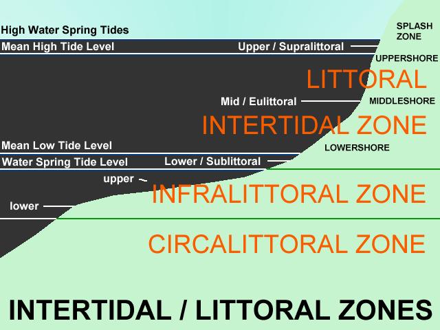 Tidal Zones