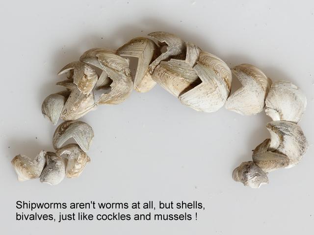 pictures of shipworms