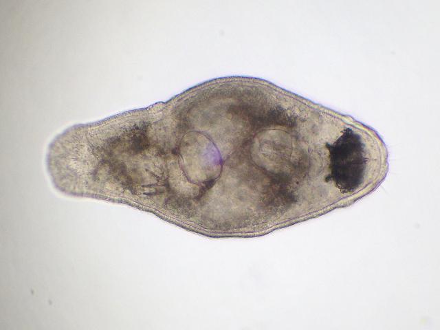 Marine Flatworm species to identify Images