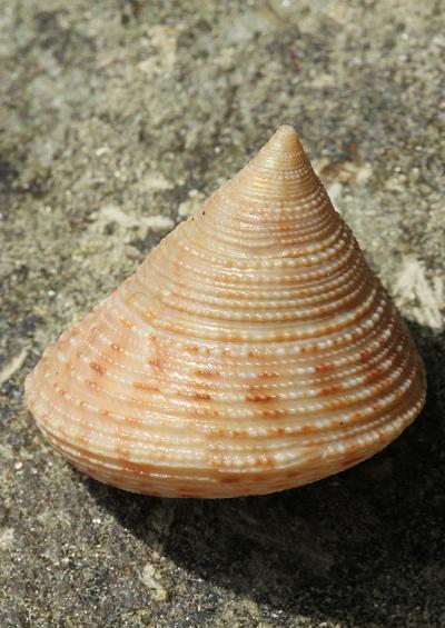 Top shells Superfamily Trochoidea Marine Snail Images UK Gastropoda