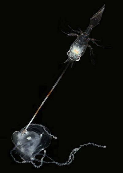 plankton zooplankton phytoplankton images UK