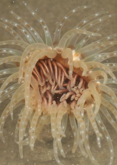 Sea Anemone Cup Coral Order Actiniaria Ceriantharia Corallimorpharia Scleractinia Images UK