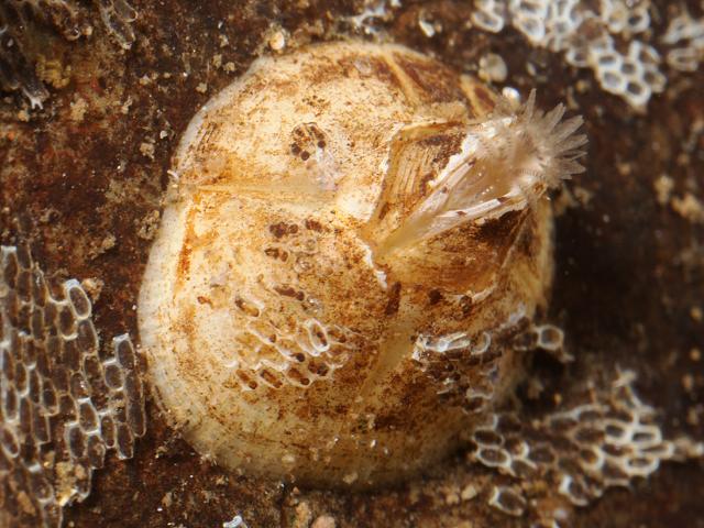 Amphibalanus improvisus Bay barnacle Images