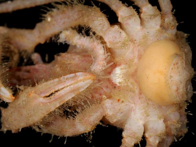 Drepanorchis neglecta parasitic barnacle on Spider crab Macropodia images