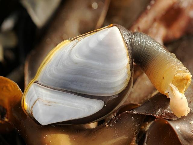 Lepas anatifa anatifera Common Smooth goose neck or Ship barnacle Images