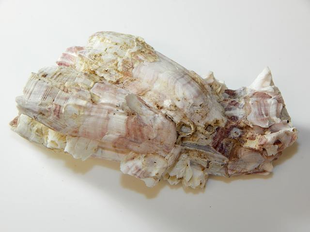 Megabalanus tulipiformis acorn barnacle marine images