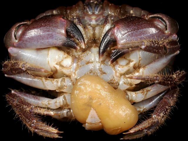 Sacculina inflata parasitic barnacle on Common edible crab Cancer pagurus marine images