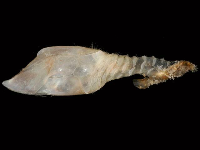 Scalpellum scalpellum Scalpellid stalked gooseneck barnacle Images