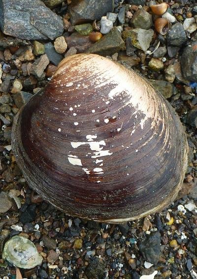 Marine Bivalve Images UK Icelandic Cyprine Veneroida Arcticidae