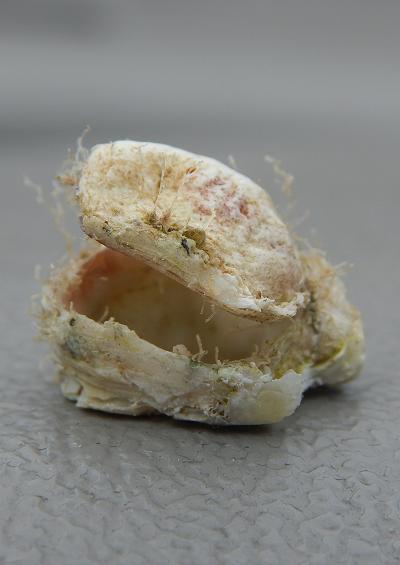 Marine Bivalve Images UK Chama species Jewel box clams Superfamily Chamoidea
