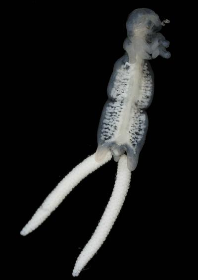 Copepoda copepods parasitic fish Sea lice images