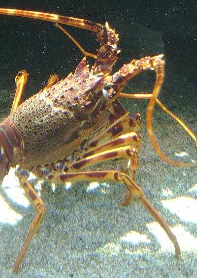 Crawfish and Lobster crustacean images UK