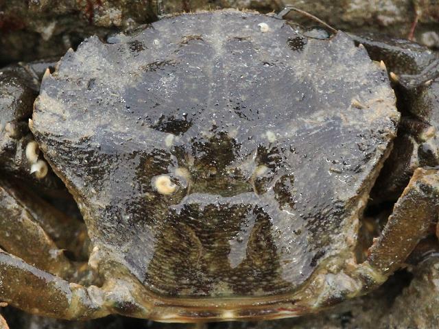 Liocarcinus navigator arcuatus Arch fronted swimming crab Crustacean Images