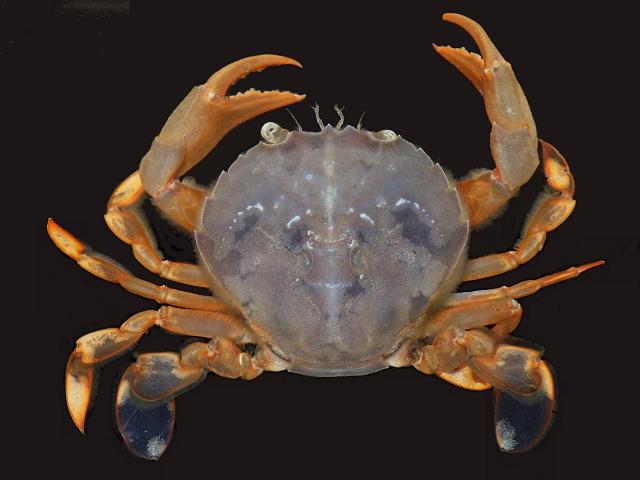 Polybius henslowii Nipper swimming crab Crustacean Images