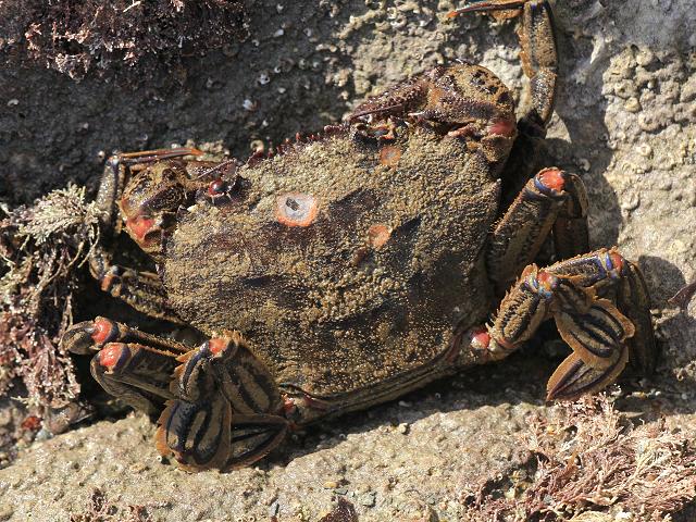 Crabs - Parasites and diseases of commercial species ...