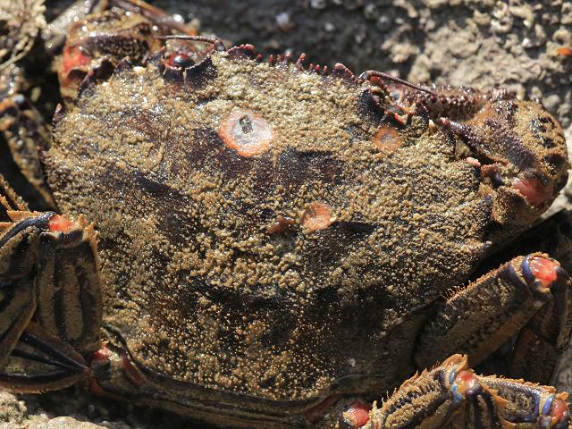 Crabs - Parasites and diseases of commercial species ...