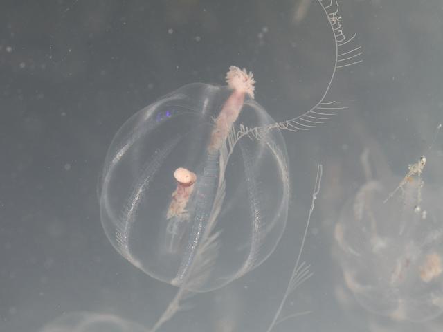 Pleurobrachia pileus - Sea gooseberry (Ctenophora images)