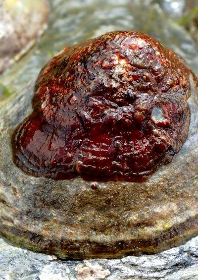 Encrusting Algae Images UK