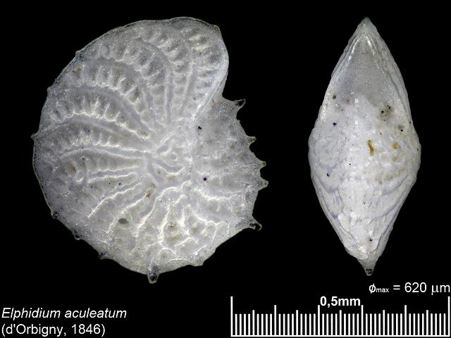 Elphidium aculeatum elphidiidae elphidiid foram Foraminifera Images