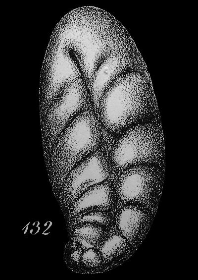 Hole Bearer or Foram Images Foraminifera UK