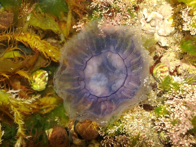 Cyanea lamarcki Blue Jellyfish Jellyfish Images Scyphozoa