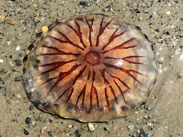 Chrysaora hysoscella Compass Jellyfish Scyphozoa Jellyfish Images
