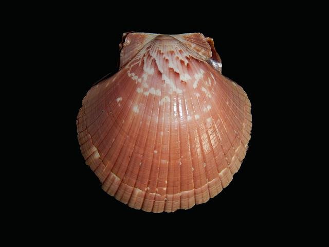 Euvola ziczac Zigzag scallop Marine Bivalve Images