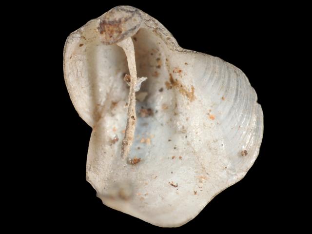 Lyrodus pedicellatus shipworm Teredinidae Images