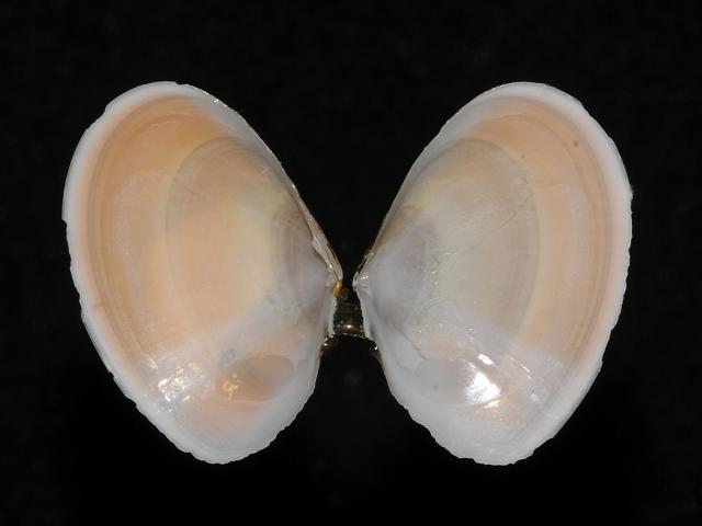Angulus tenuis Costa, 1778) Tellina tenuis - Thin (Marine bivalve images)