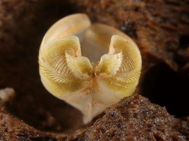 Xylophaga dorsalis Wood piddock Marine Bivalve Images