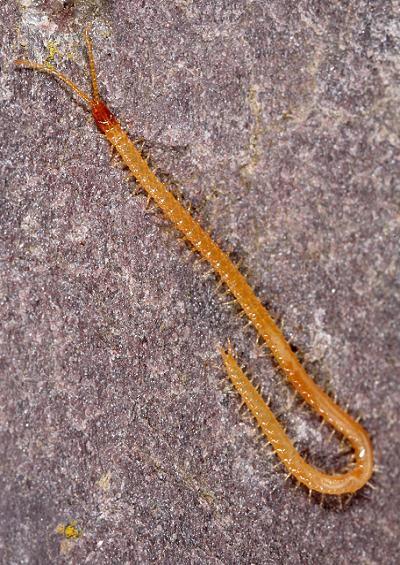 Marine and coastal centipedes and millepedes myriapoda arthropod images UK