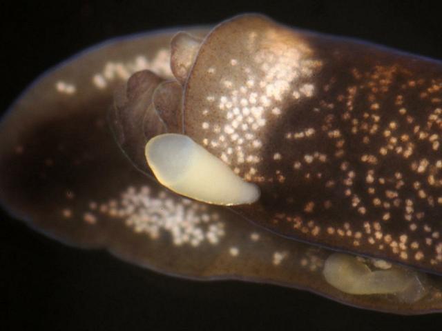 Parasitic turbellarian of the opisthobranch mollusc 