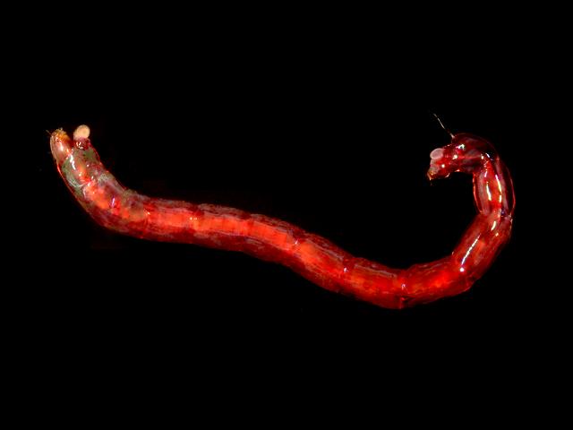 Bloodworms (chironomidae) - Non-biting midge, marine splash midge
