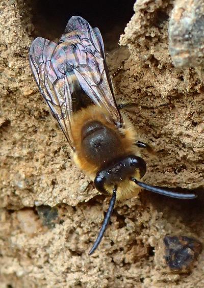 Bees, wasps and sawflies - Hymenoptera marine and coastal arthropod images UK