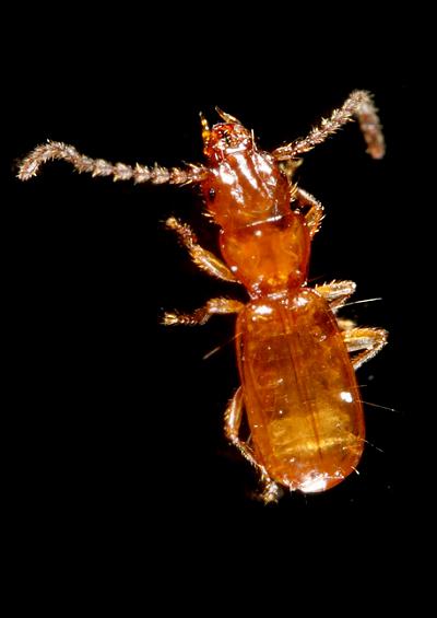 Marine and coastal beetles and weevils coleoptera arthropod images UK