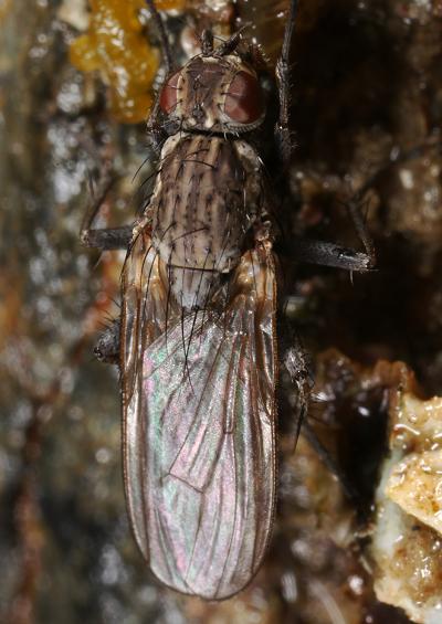 Insects flies beetles marine arthropod images UK