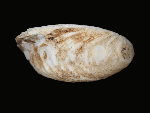 Crepidula plana - Eastern white slippersnail (Marine snail images)