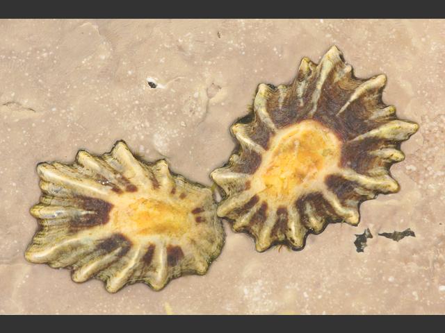 Patella depressa Black-footed Limpet marine snail images