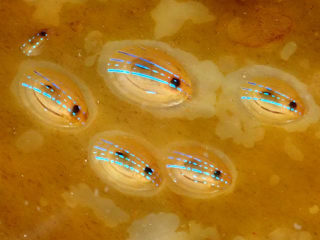 Patella pellucida Ansates pellucida Blue rayed Limpet marine snail images