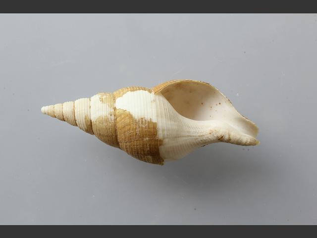Distaff Spindle Seashells - Fusinus Colus - (3 shells approx. 4-5 inches)