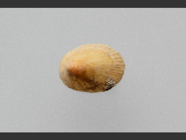 Iothia fulva Fulvous tortoiseshell limpet marine snail images