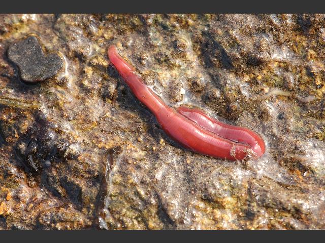 ruber - Red ribbon worm (Marine worm images)