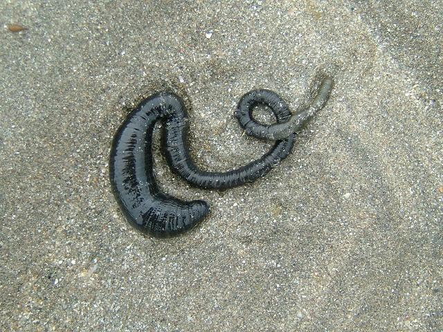Arenicola defodiens - Black lugworm (Marine worm images)