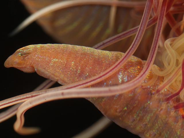 Cirriformia tentaculata Polychaete Worm marine worm images