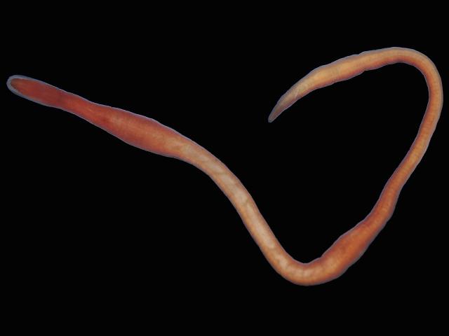 ruber - Red ribbon worm (Marine worm images)