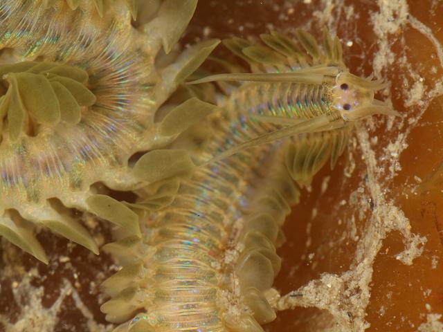 Phyllodoce lamelligera Paddle marine worm images