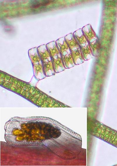 Diatoms plastids marine microalgae algae mat film Images UK